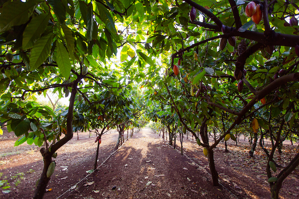 Waialua Estate Cacao Orchard
