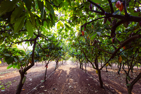 Waialua Estate - Premium Chocolate Grown in Hawaii