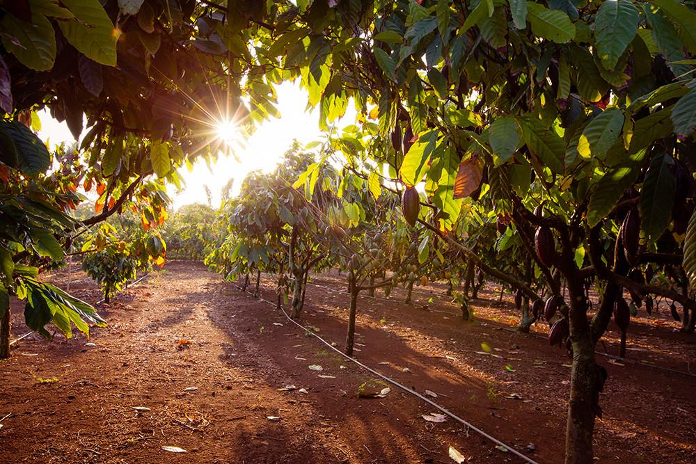 Waialua Estate - Chocolate and Coffee Grown in Hawaii