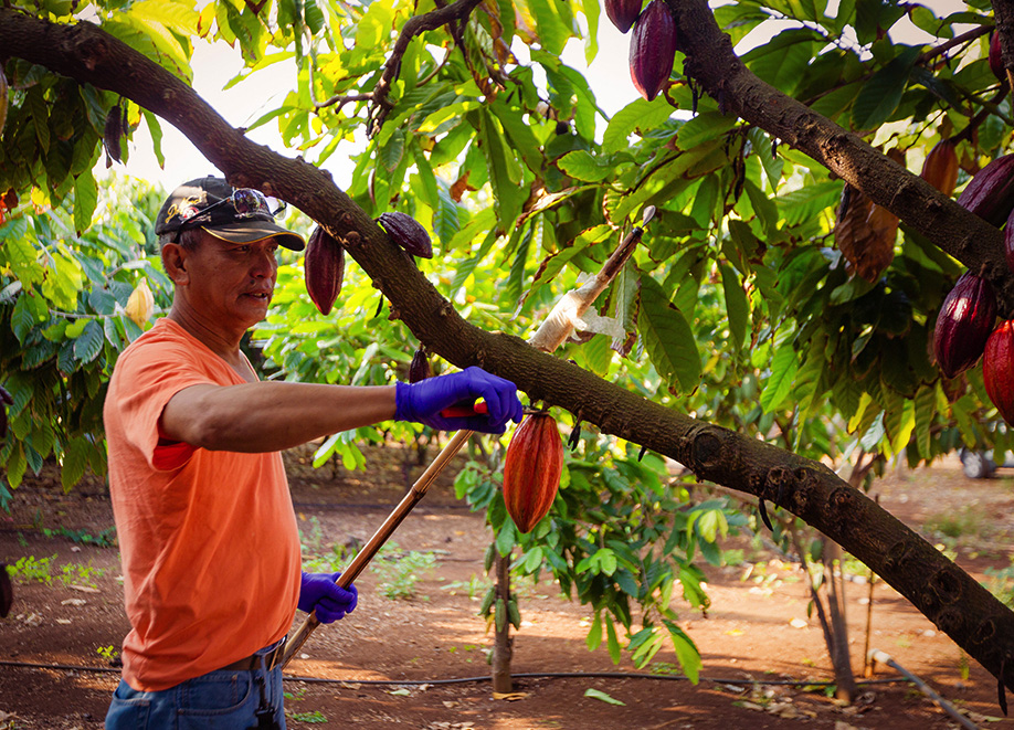 Waialua Estate - Chocolate and Coffee Grown in Hawaii